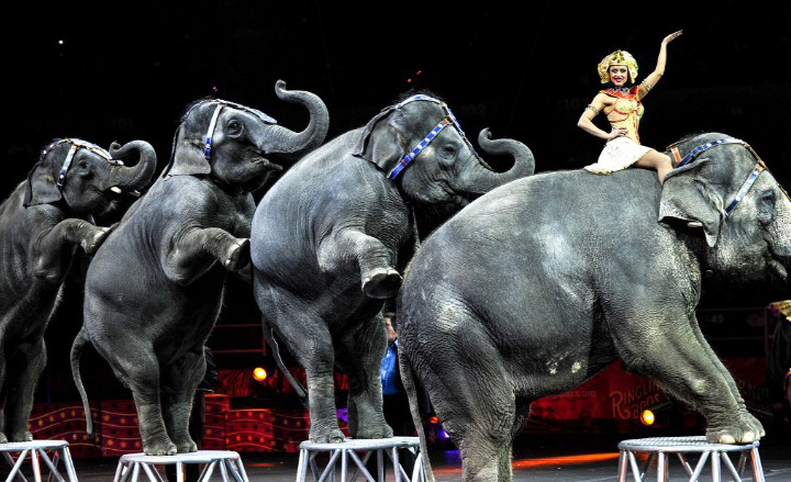 cyrk ringling bros bez słoni