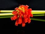 Kijek kwiatowy Power Flowerstick
