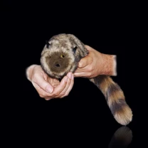  The Raccoon - Szop