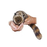 The Raccoon - Szop